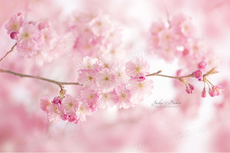 春季粉色盛开樱花海报背景