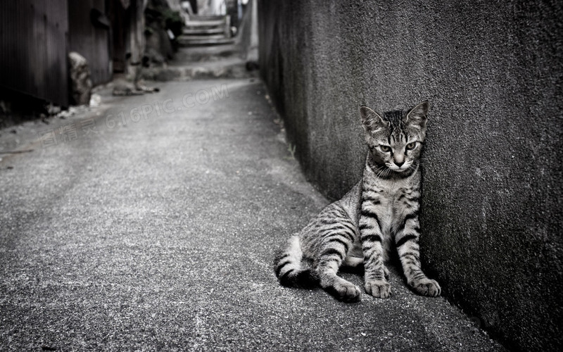 黑白照片墙角的小猫海报背景