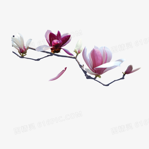 木棉花