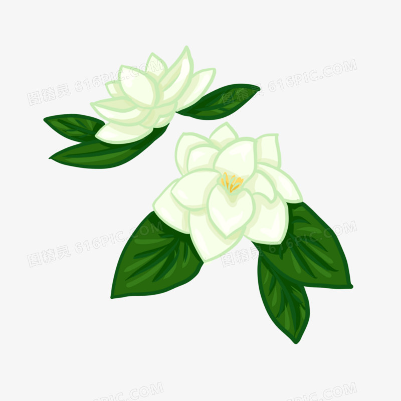 手绘茉莉花元素