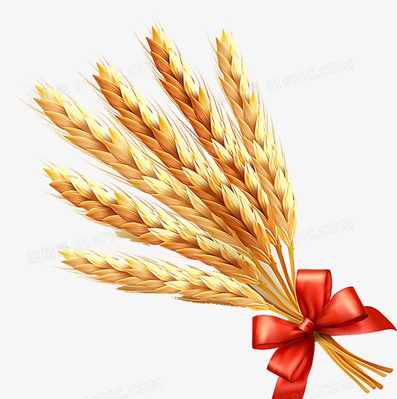 金黄小麦矢量素材图片