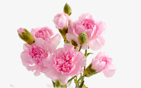 粉色康乃馨花卉海报背景