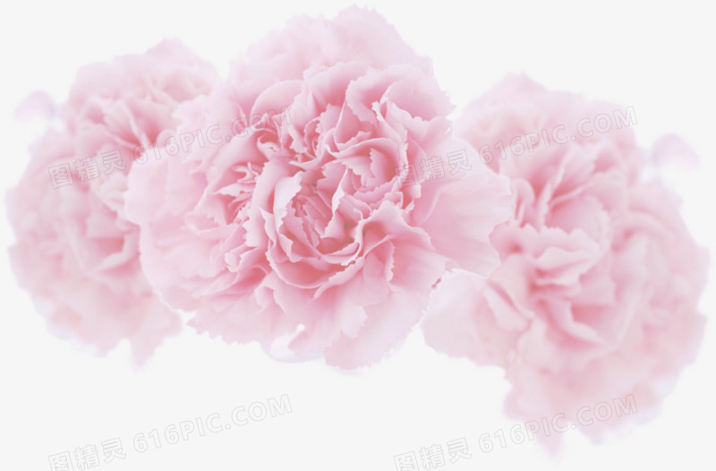 粉色母亲节花朵康乃馨