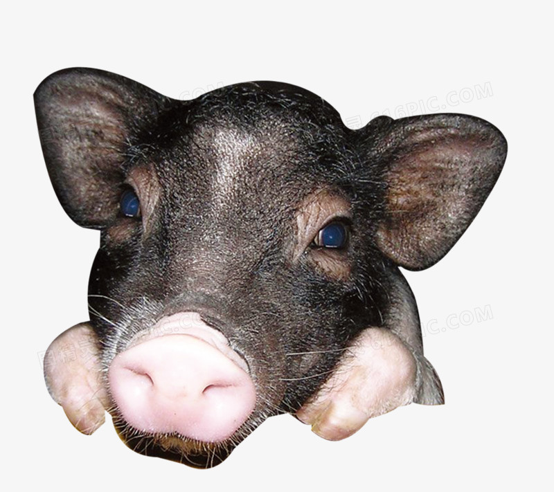 关键词:头像猪头家畜宠物动物图精灵为您提供小猪的头像免费下载,本