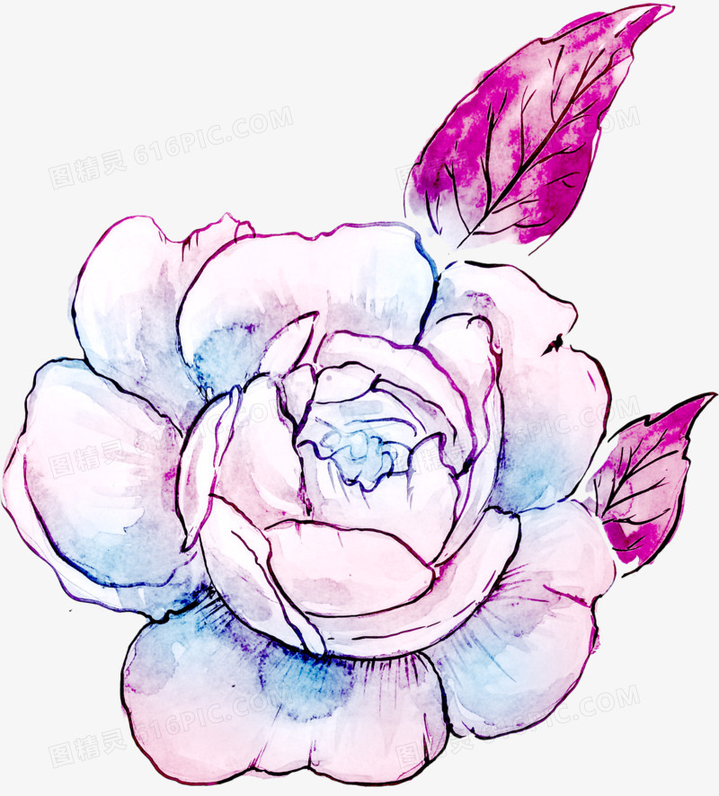 紫粉色玫瑰花