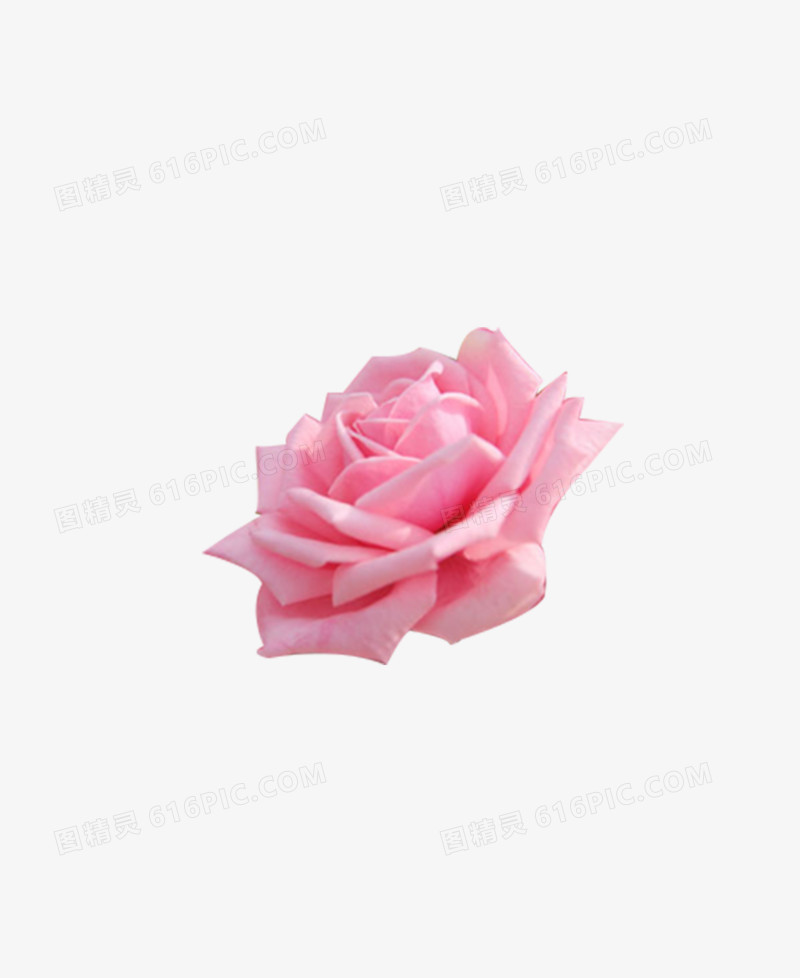 关键词:              玫瑰花粉色实物