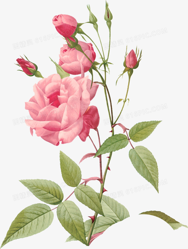 粉色温馨花朵玫瑰