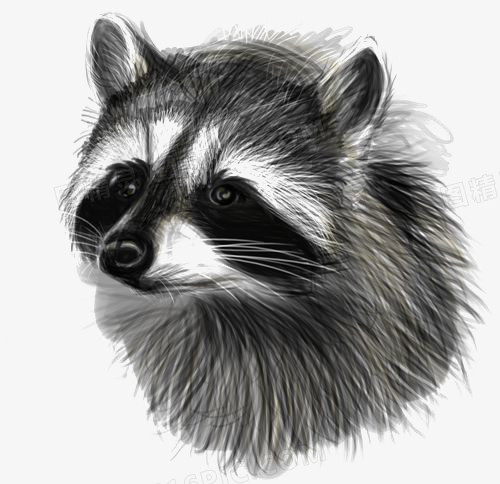 手绘小浣熊