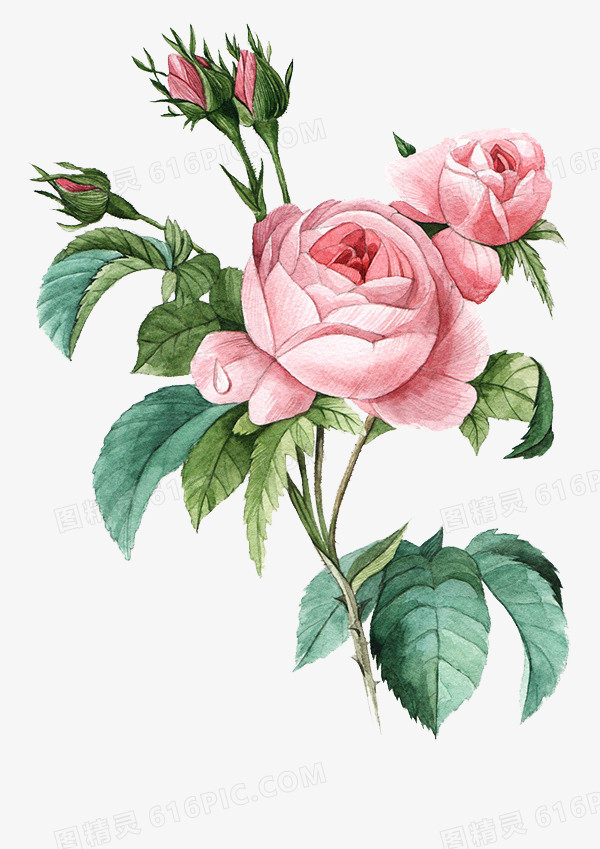 国画粉色牡丹花