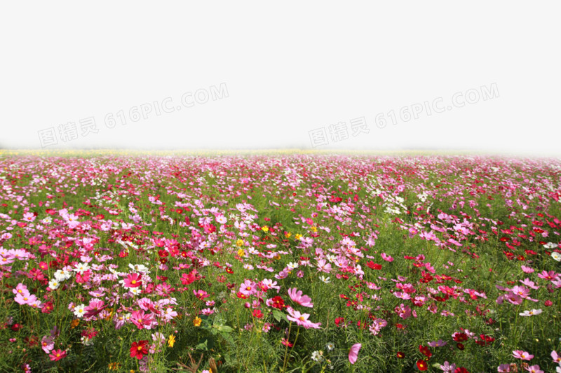 一片花海浪漫