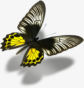 黄色翅膀蝴蝶手绘