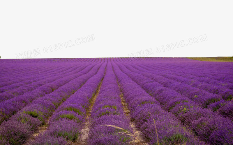 薰衣草花田唯美背景