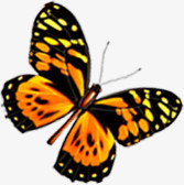 黄色蝴蝶手绘艺术