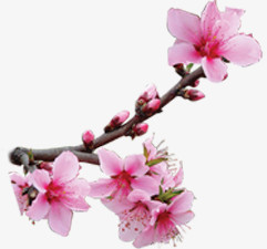 春天风景粉色桃花树枝植物