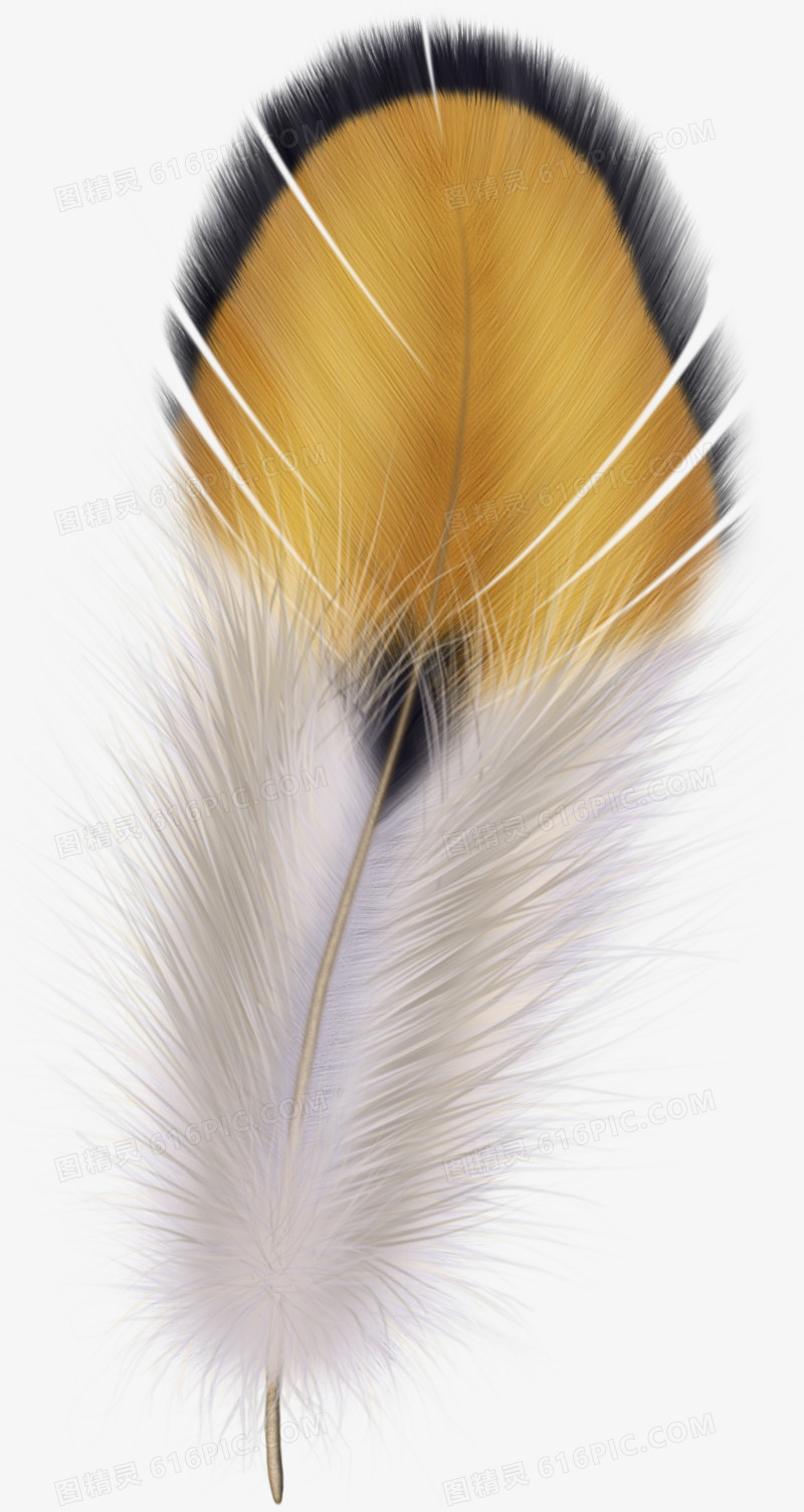 羽毛图片羽毛矢量素材 唯美的羽毛