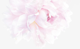 粉色柔美牡丹花素材背景