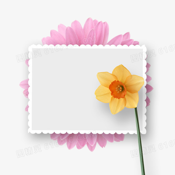 相框 边框 黄花