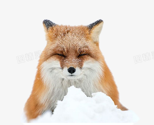 雪中的狐狸素材图片
