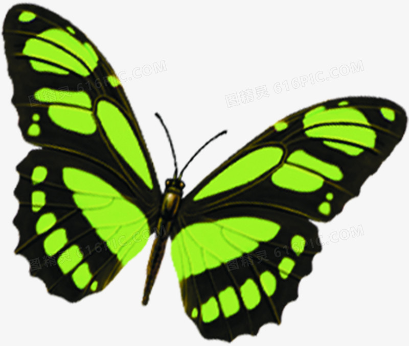 绿色高清蝴蝶海报装饰