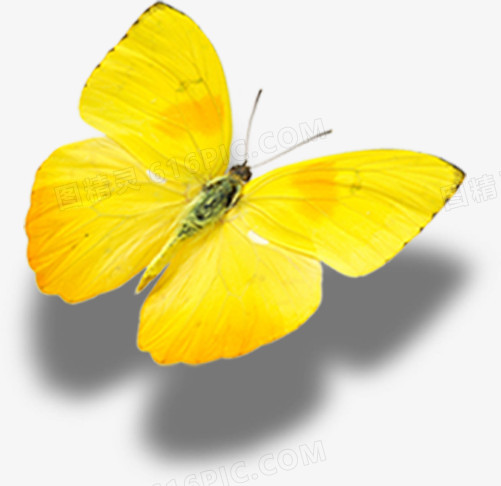 黄色高清蝴蝶海报
