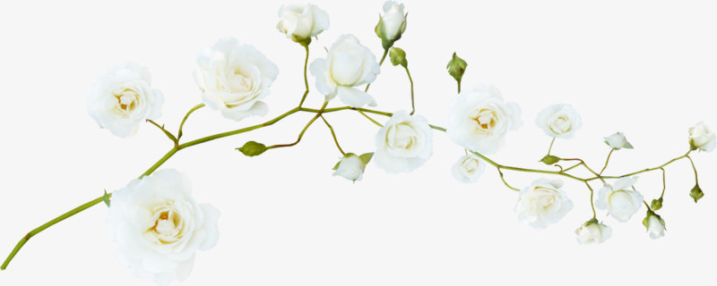 白色 小花 装饰