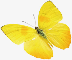 高清黄色蝴蝶海报