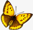 黄色卡通手绘可爱蝴蝶