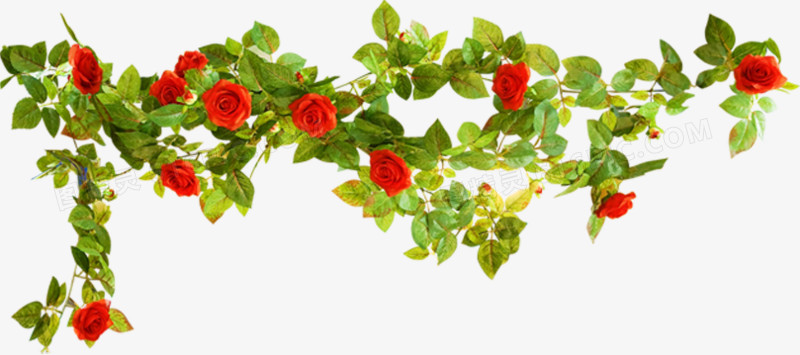 春天红色玫瑰花丛