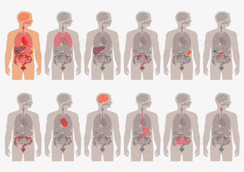 人体器官示意图