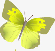 黄色纹理春天蝴蝶