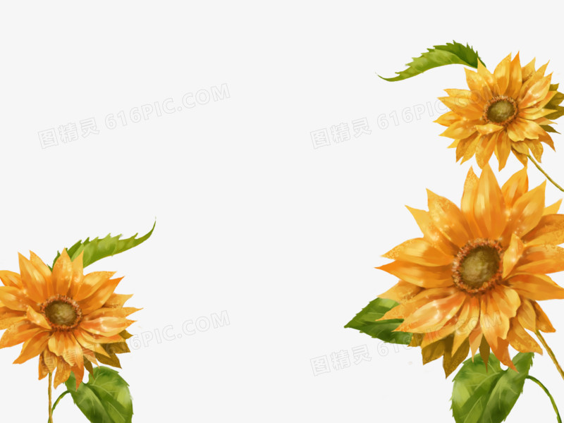 关键词:手绘水彩向日葵向阳花黄色图精灵为您提供手绘向日葵免费下载