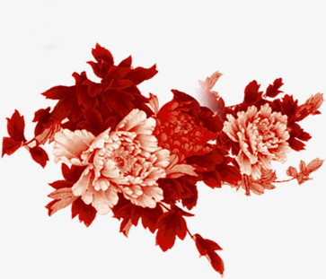 红色白色牡丹花朵手绘