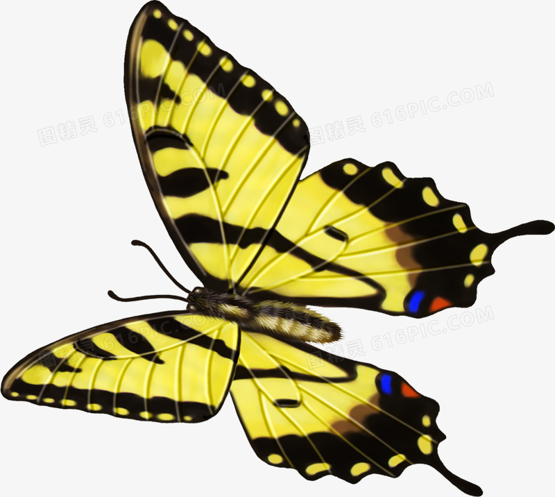 手绘黄色卡通彩色蝴蝶