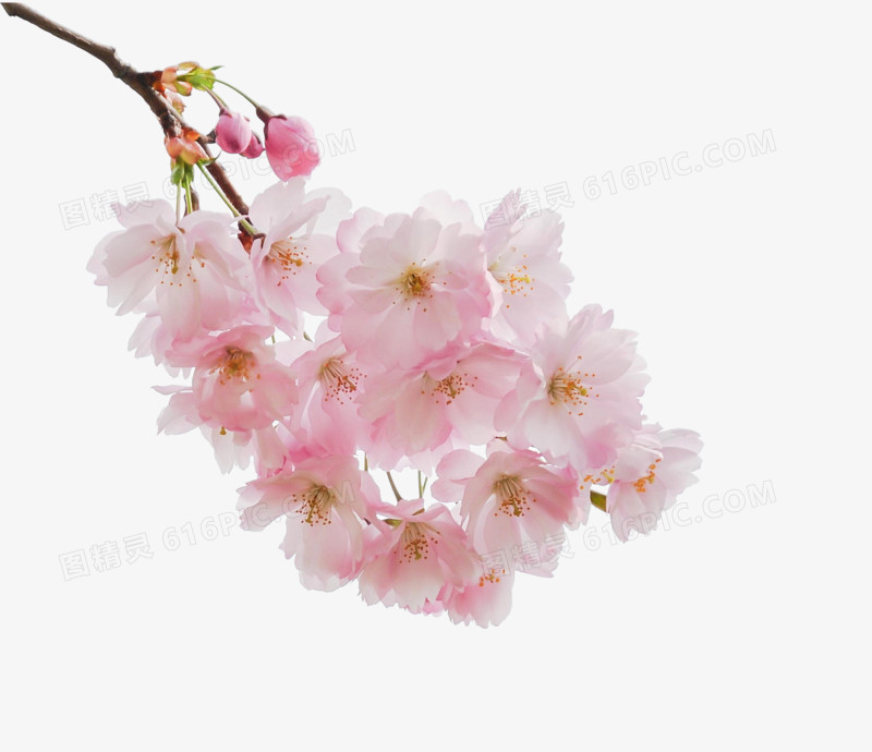 高清粉红色花朵树枝