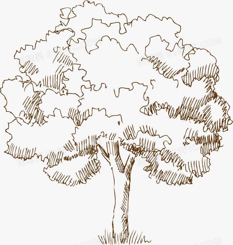 树手绘素描