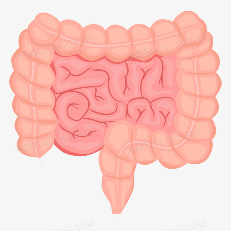 手绘矢量人体器官肠道器官素材