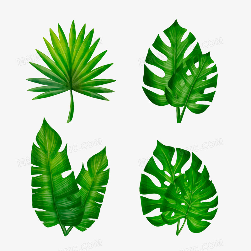 一组绿色热带棕榈叶合集免抠素材