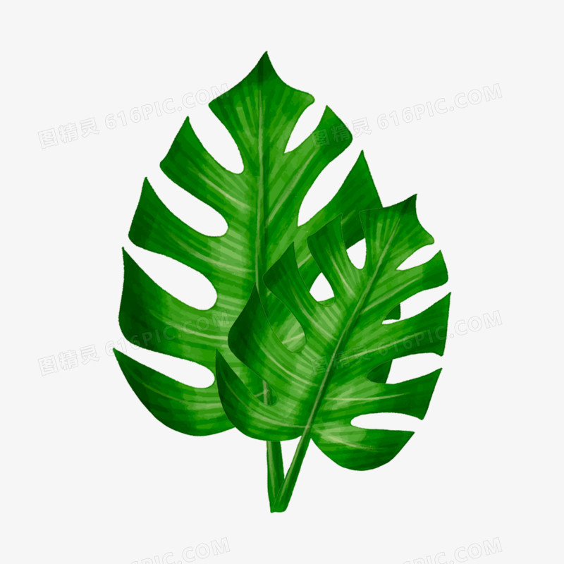 手绘插画风绿色热带植物棕榈叶素材