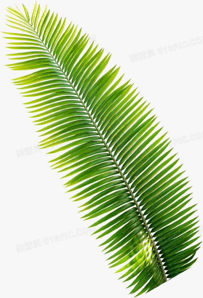 热带植物椰树叶子