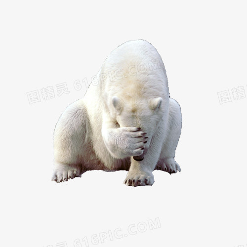 捂脸伤心的北极熊
