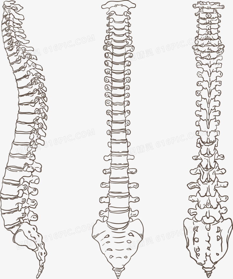 矢量手绘3根脊柱骨骼