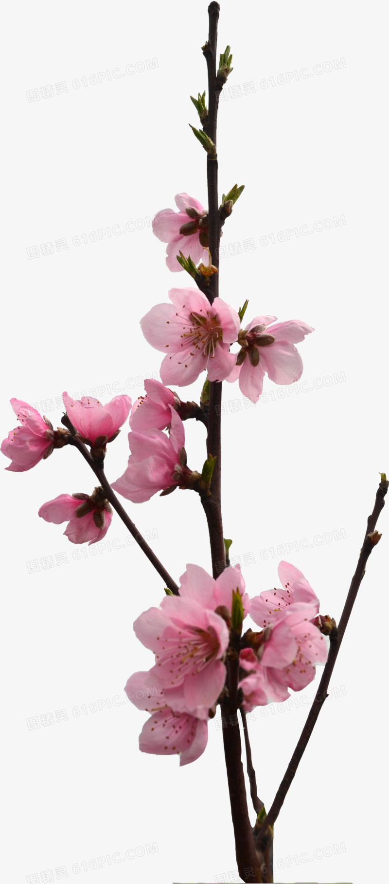 清新粉色桃花树枝装饰