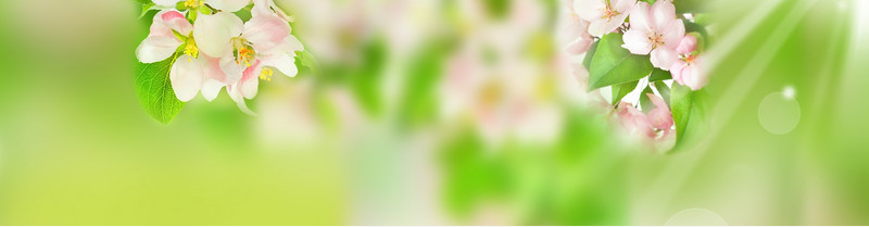 春天背景banner