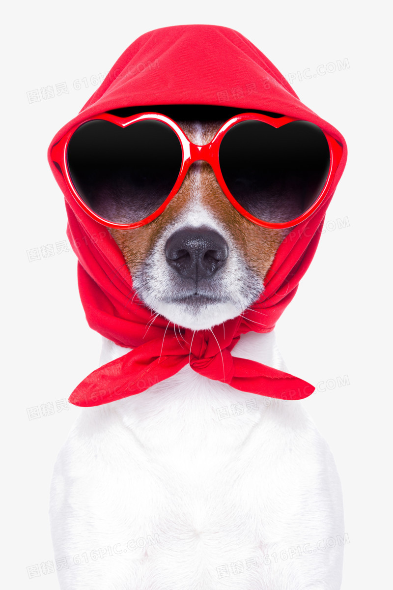 戴着红色头巾的狗狗