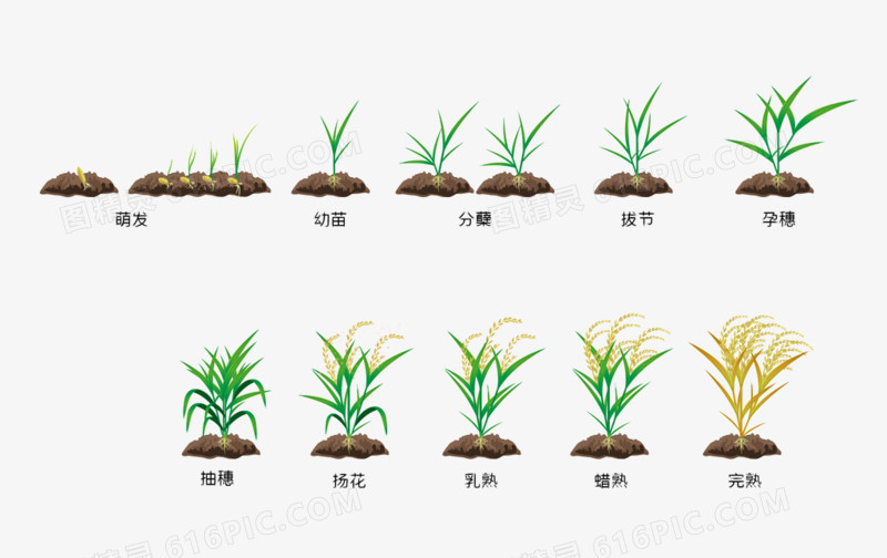 水稻手绘成熟矢量过程过程大米水稻水稻稻子生长过程png成熟的稻穗png