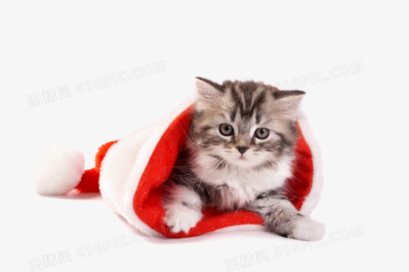 圣诞节红色帽子可爱猫咪素材图片