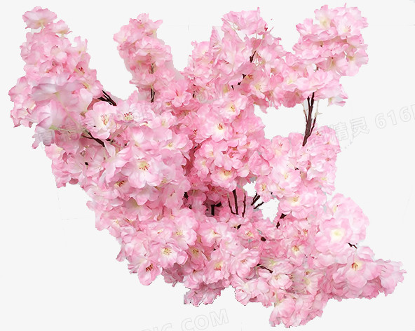 春天粉色树枝桃花