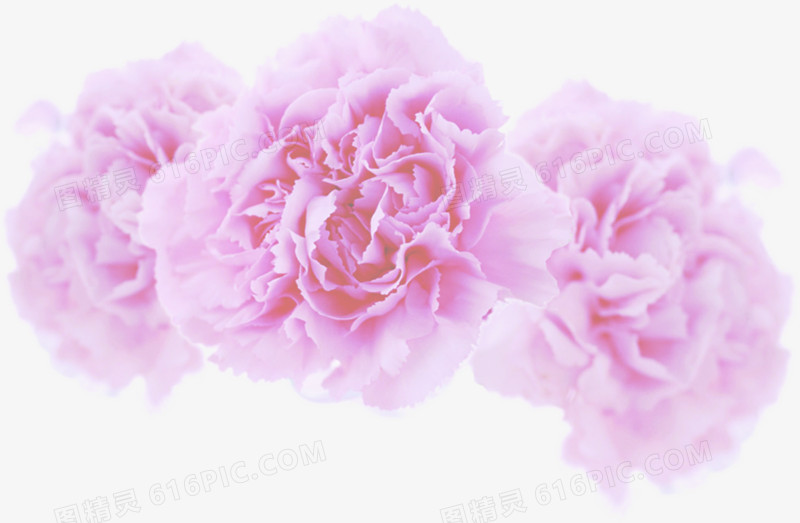 紫色梦幻花朵母亲节康乃馨