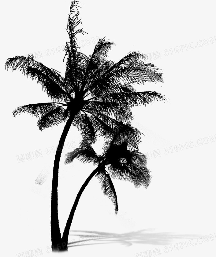黑色椰子树夏天