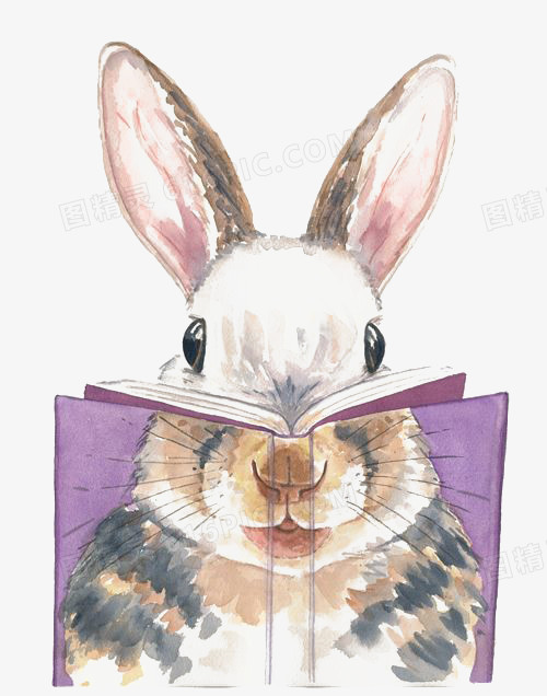 看书的兔子